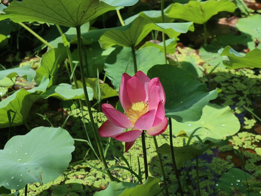 봉선사-연지_02