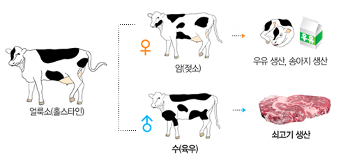 육우 한우 차이