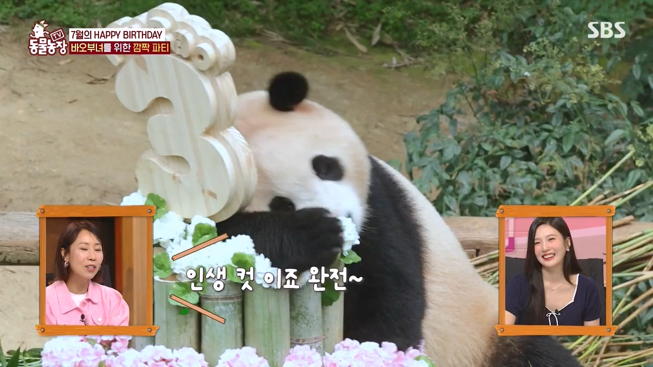 TV 동물농장.E1134.230821p-NEXT.mp4_20230820_193347.601.jpg