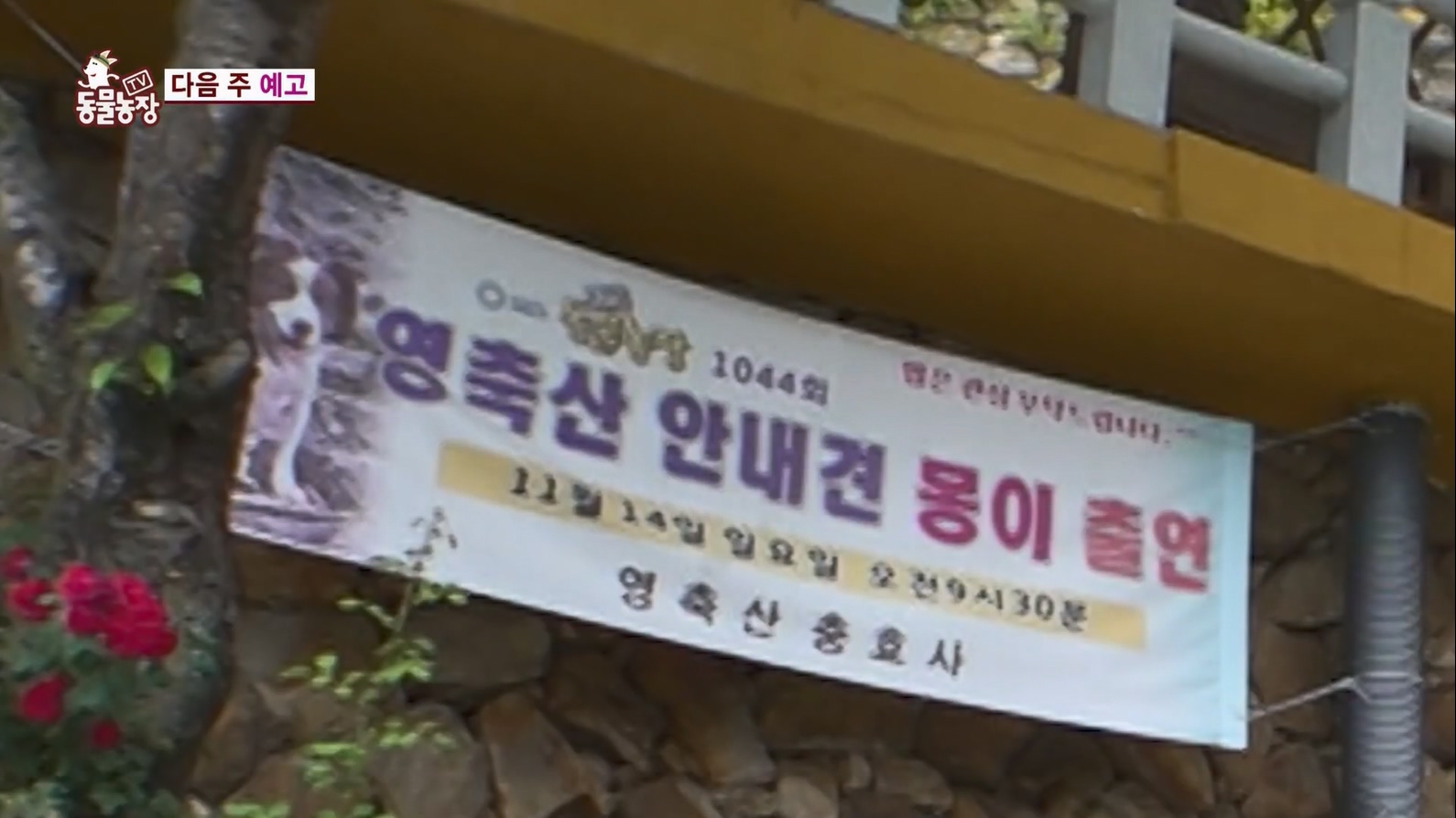 TV 동물농장.E1127.230702p.H264-F1RST.mp4_20230704_212718.646.jpg