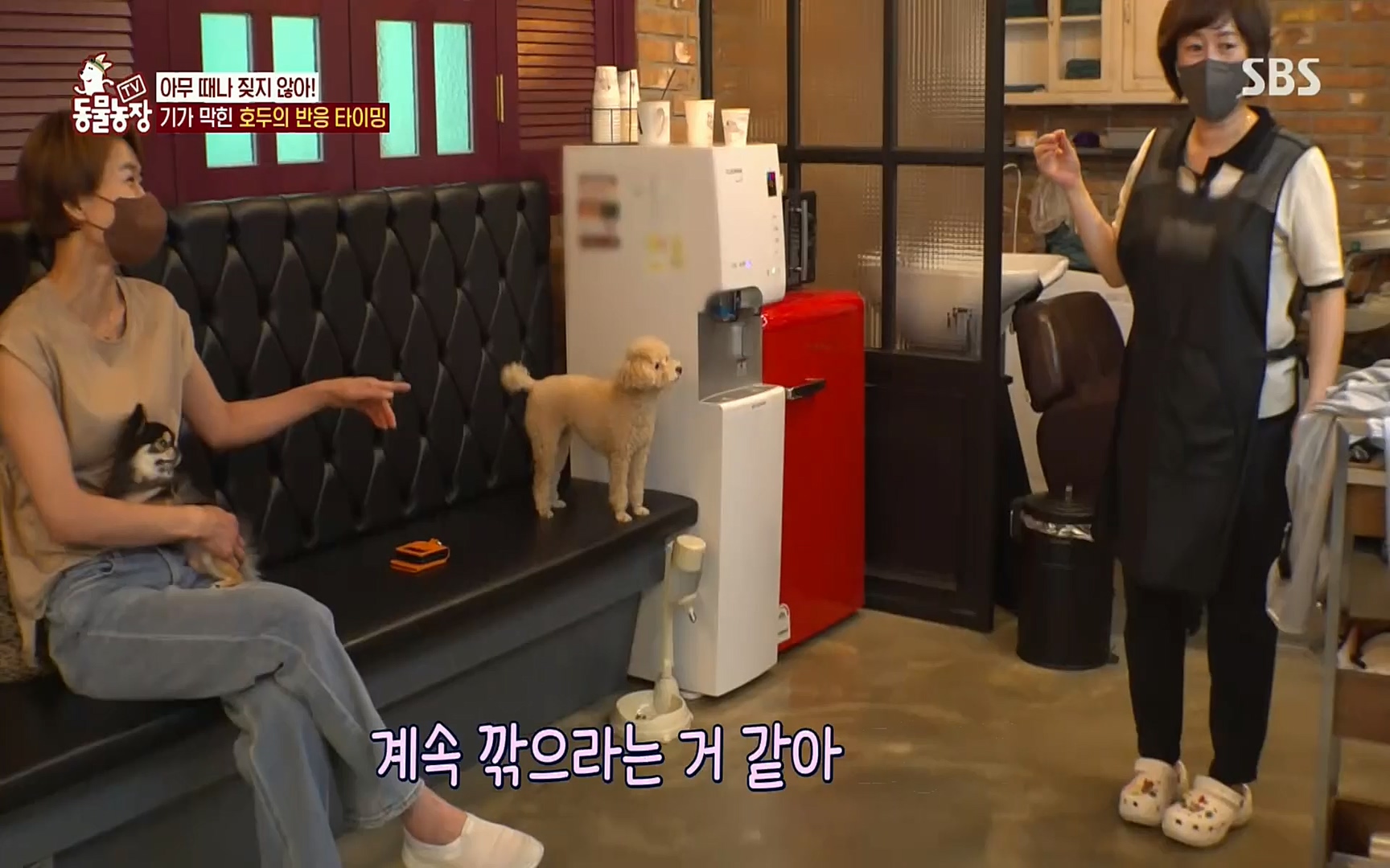 TV 동물농장.E1084.220828p.H264-F1RST.mp4_20220828_154039.492.jpg