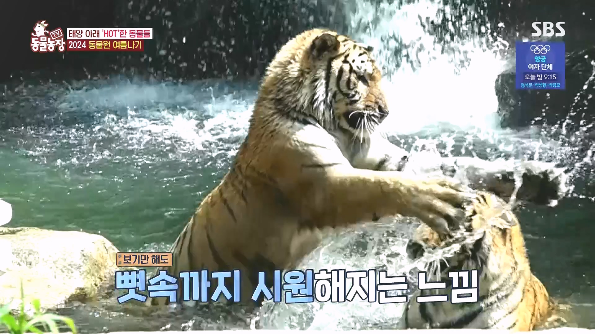 TV 동물농장.E1182.240728p.H264-F1RST.mp4_20240728_152534.969.jpg