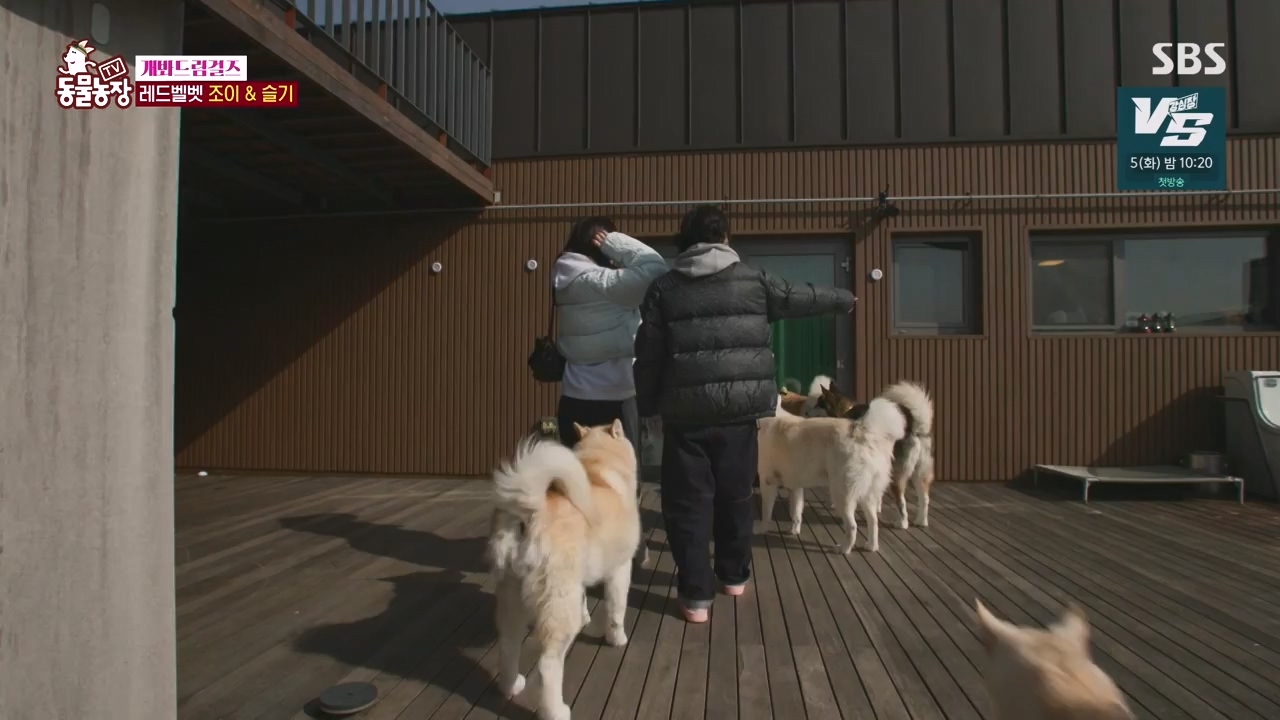 TV 동물농장.E1147.231127p-NEXT.mp4_20231126_170354.768.jpg