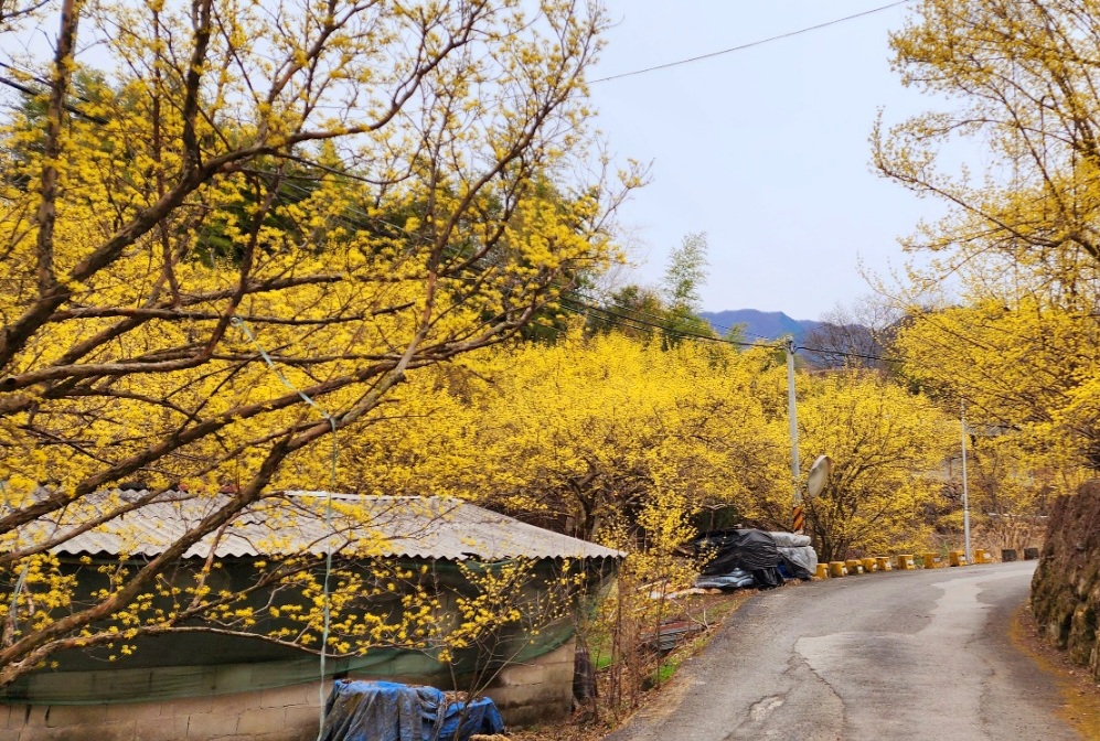 구례-산수유축제