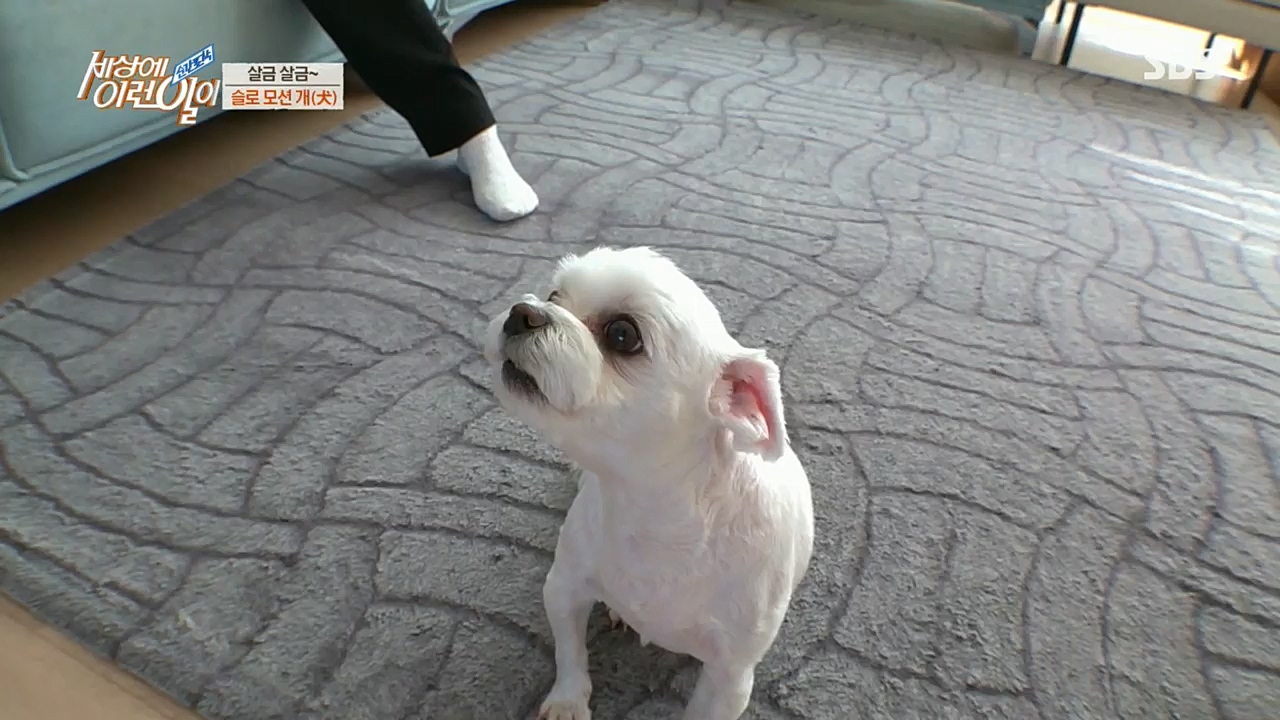 순간포착 세상에 이런일이.E1210.221221p.H264-F1RST.mp4_20221221_194008.667.jpg