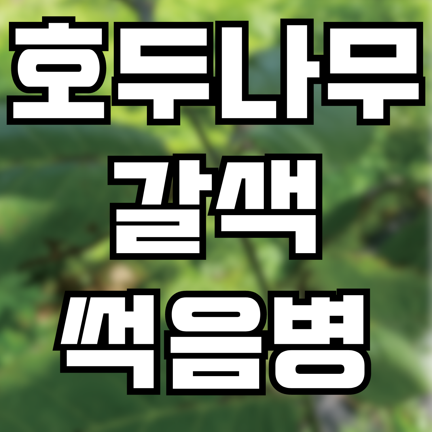  호두나무 갈색썩음병