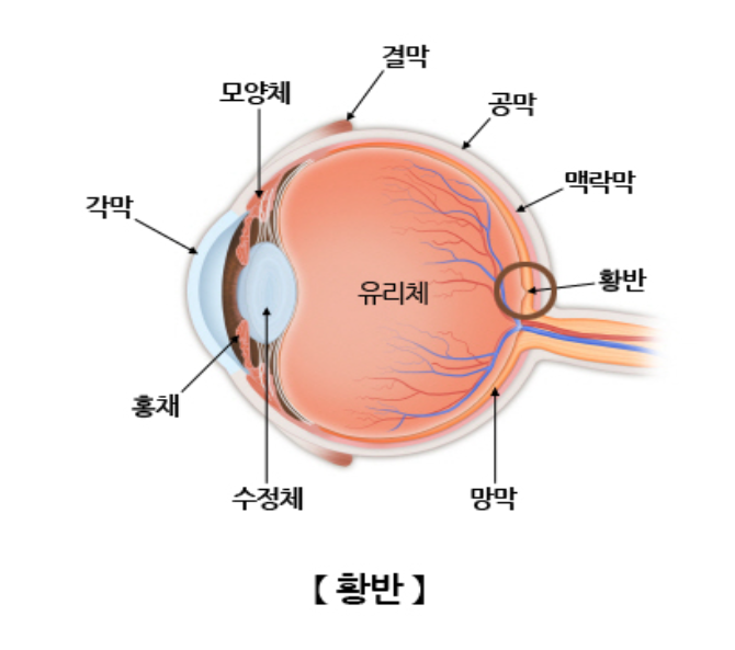 눈의 구조