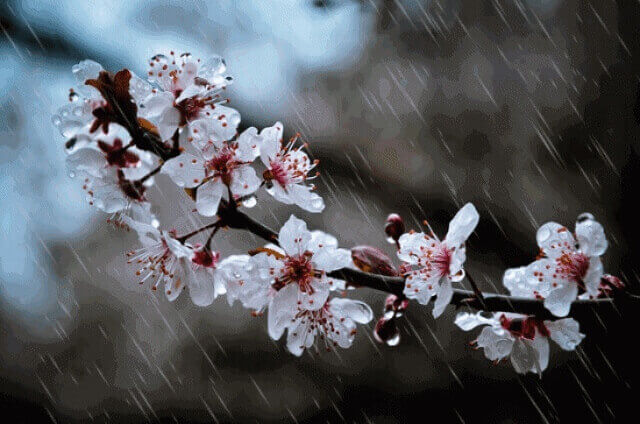 꽃나무에 비오는 이미지