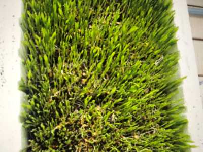 새싹보리의 순분말 효능과 잎뿌리가루 부작용과 차로 먹는 방법, 가격 추천 3