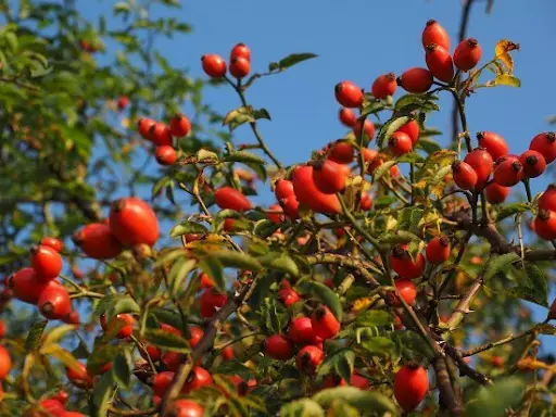 로즈힙(Rosehip)