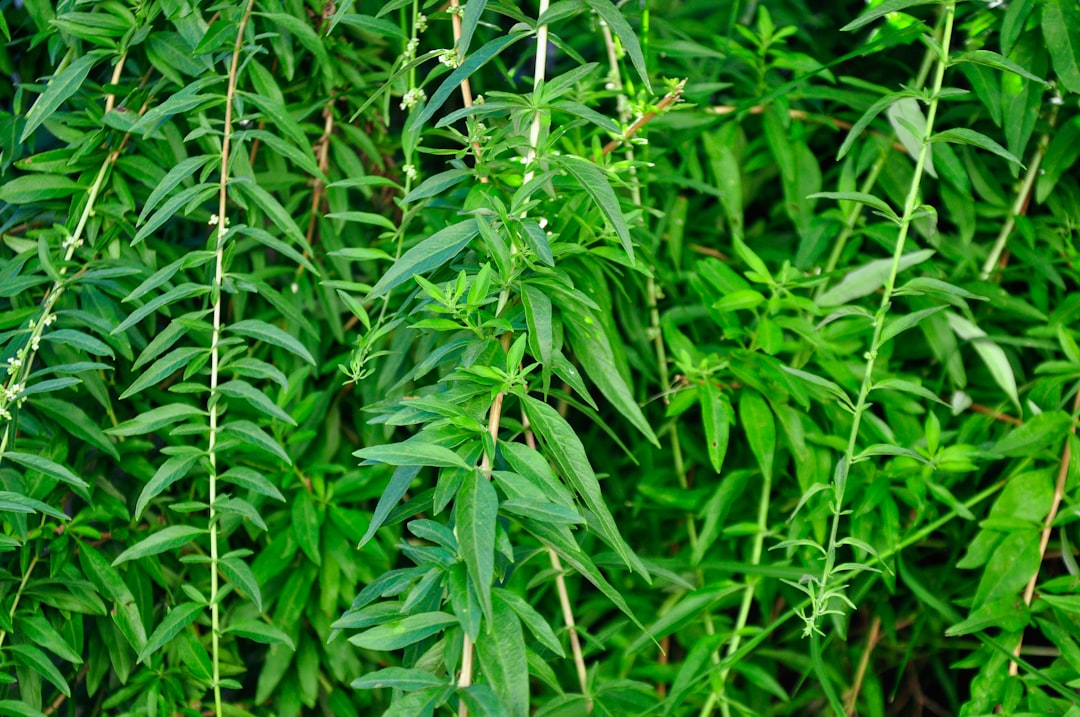 Herb.