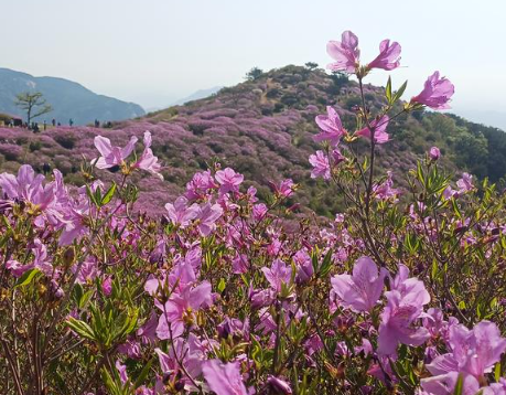 황매산개화현황1