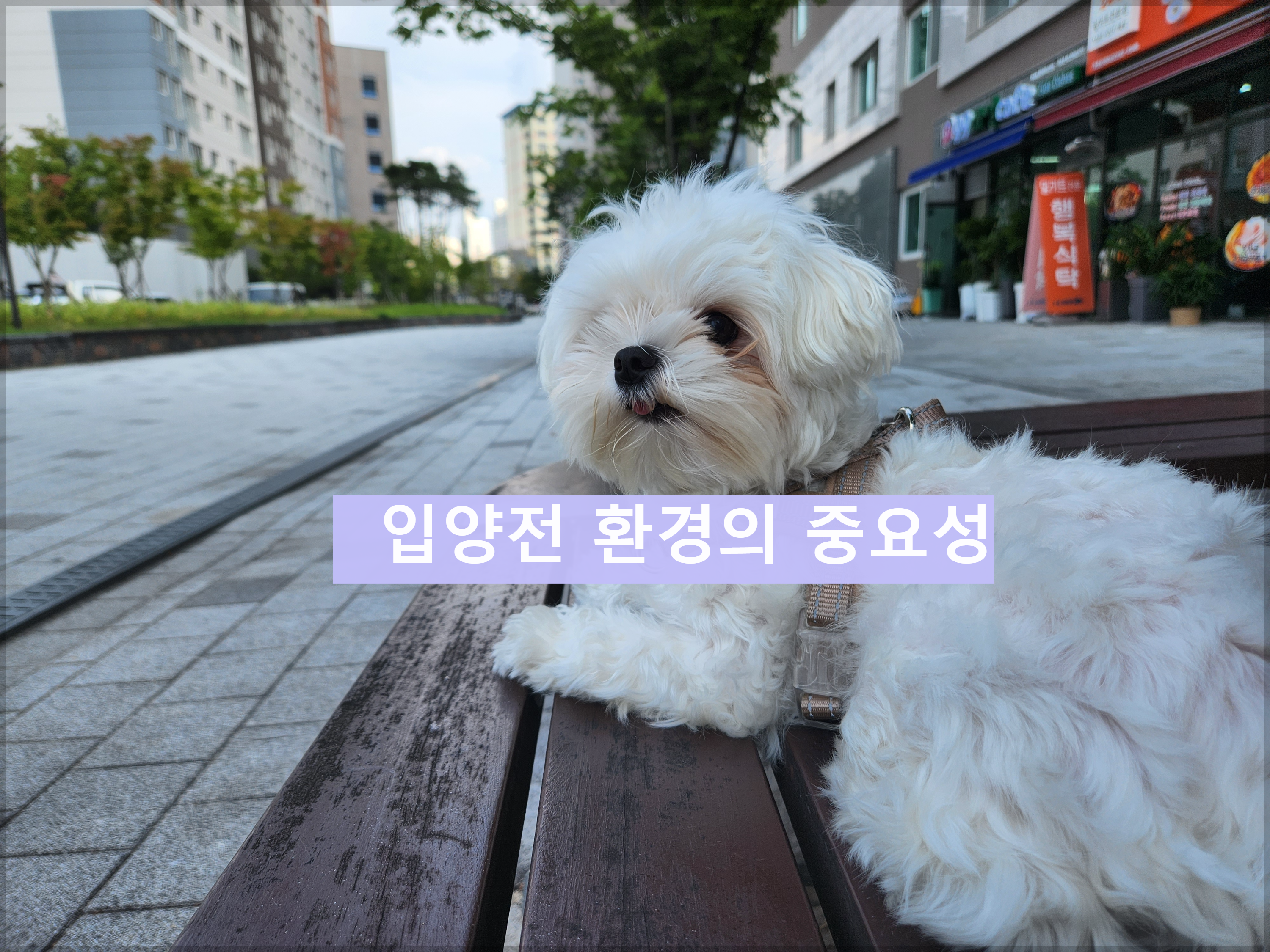  반려견 입양 전 환경의 중요성