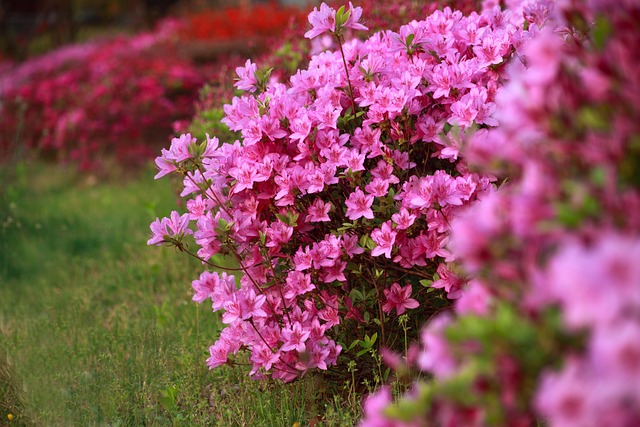 산숲철쭉꽃사진