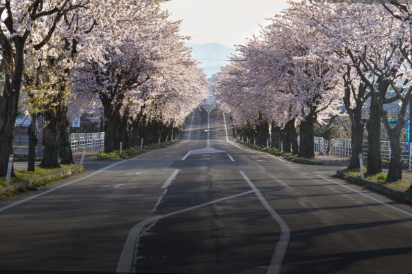 2025년 봄꽃 개화 예상시기 안내