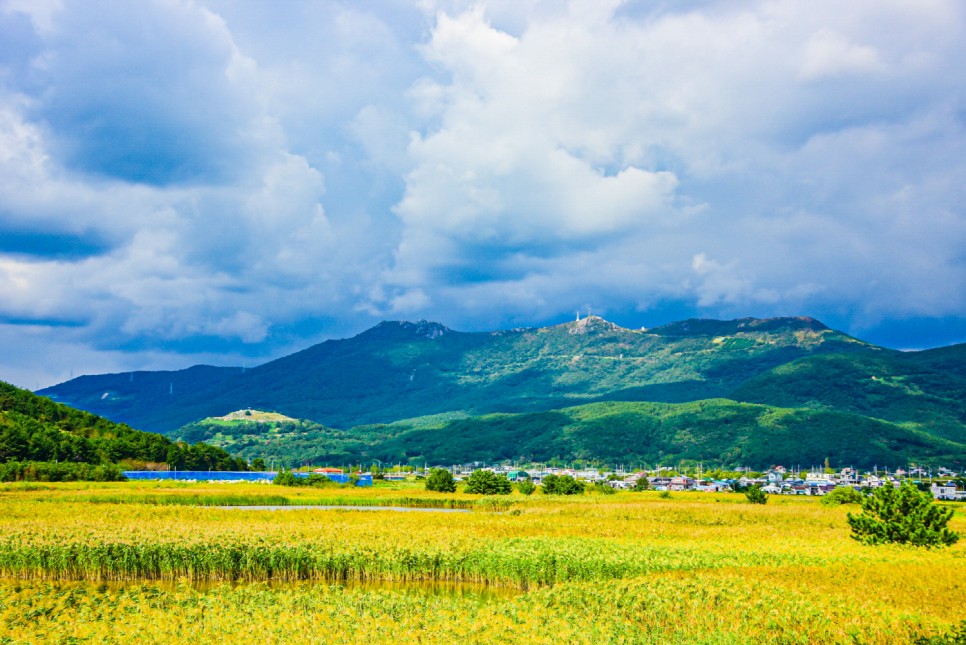 거제 오수마을 갈대밭 가을이 찾아온 5