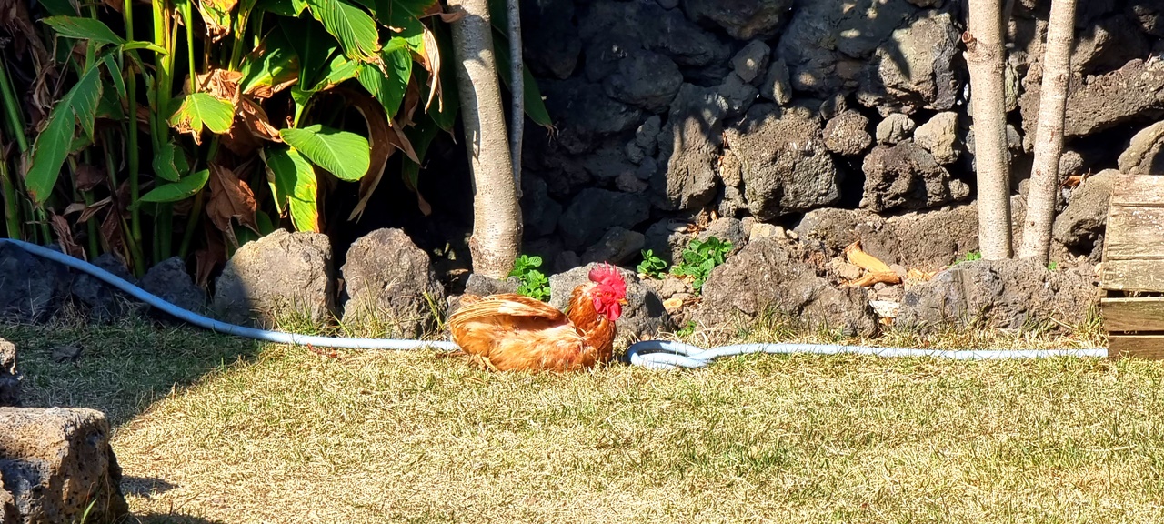 휴식을 취하는 닭의 모습이 너무 평화로워 보입니다.