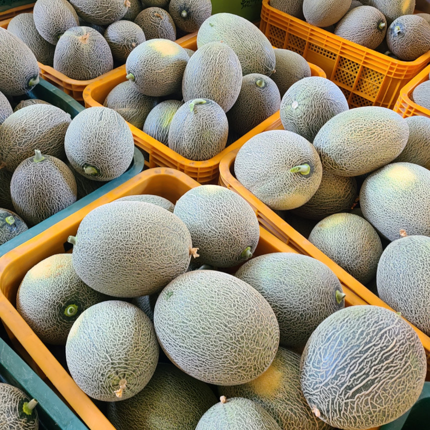 멜론 이미지