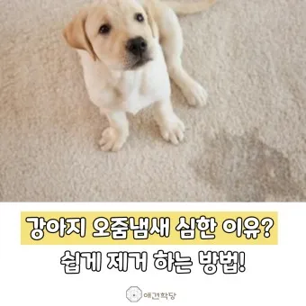 강아지 오줌 색깔로 보는 건강 상태_19