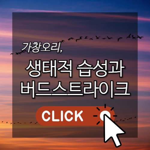 가창오리 생태적 습성과 버드스트라이크 썸네일