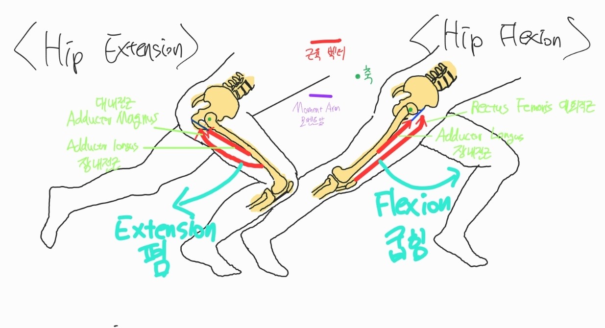 Hip Joint Movement