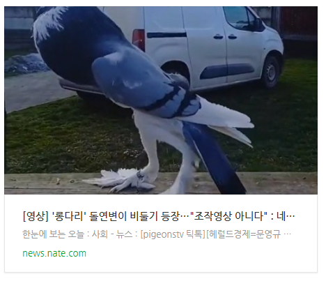  [영상] '롱다리' 돌연변이 비둘기 등장…"조작영상 아니다"