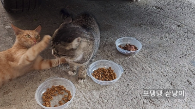 밥-그릇-빼앗겨서-뺏은-고양이-혼내는-고양이. .