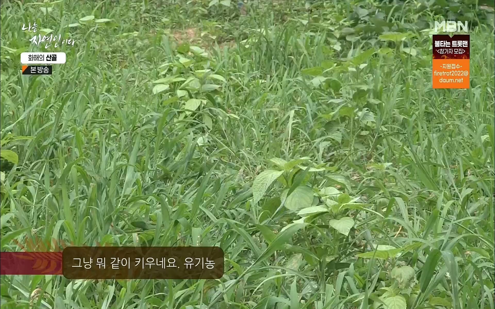 나는 자연인이다.E515.220817p.H264-F1RST.mp4_20220818_201912.124.jpg