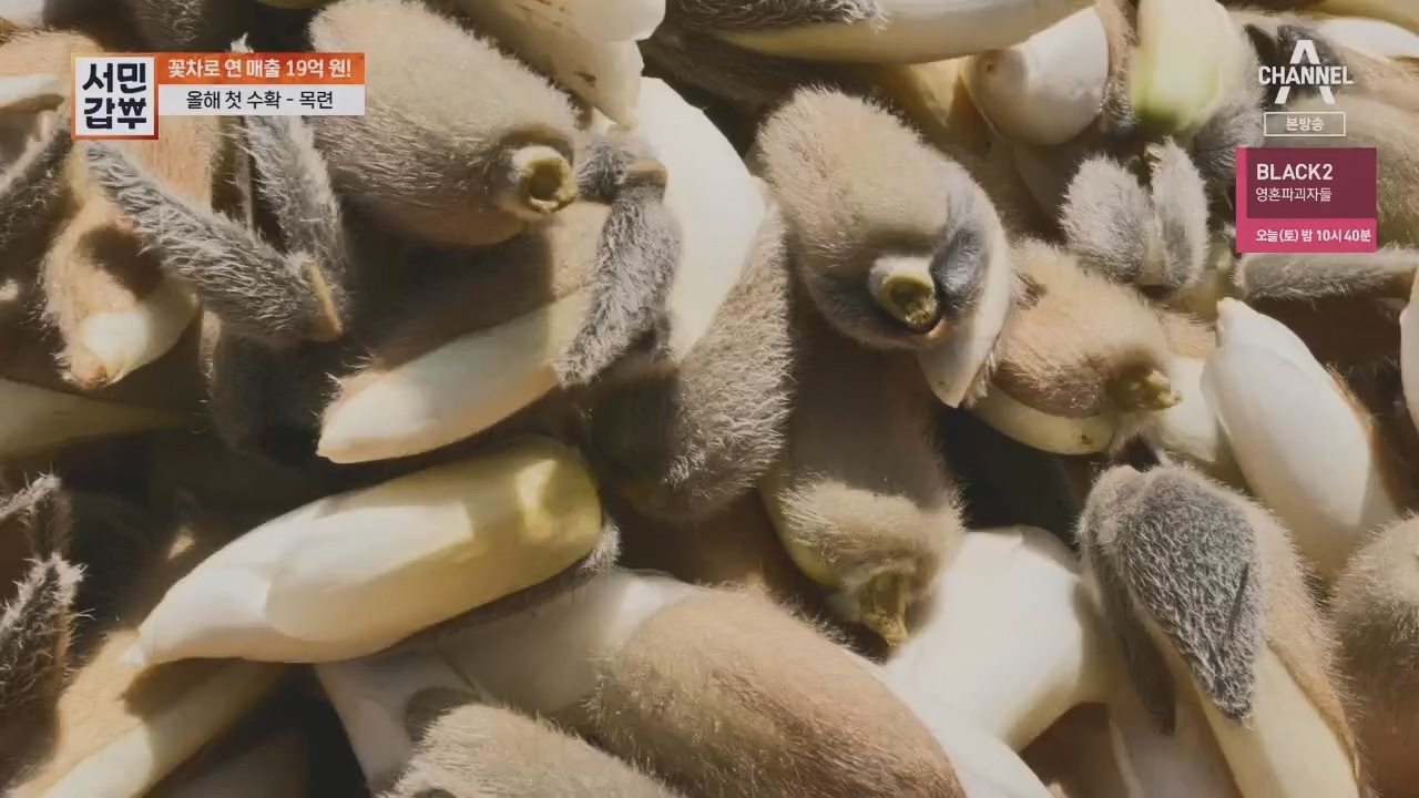 서민갑부.E431.230416p.H264-F1RST.mp4_20230417_203829.607.jpg