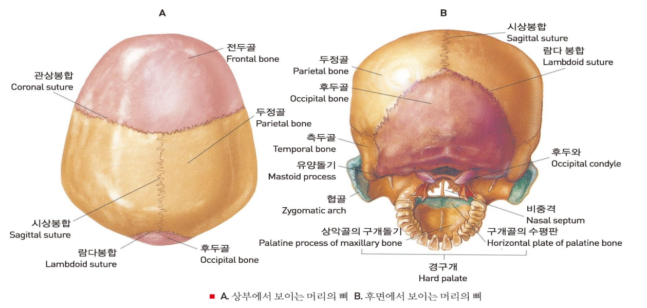  얼굴 두개골 머리뼈