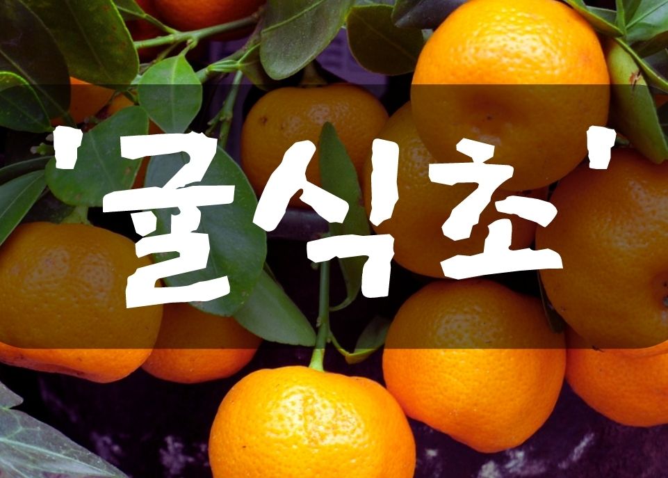  귤식초 효능/ 귤식초 만드는 방법/ 귤식초 보관방법/ 귤식초 다이어트