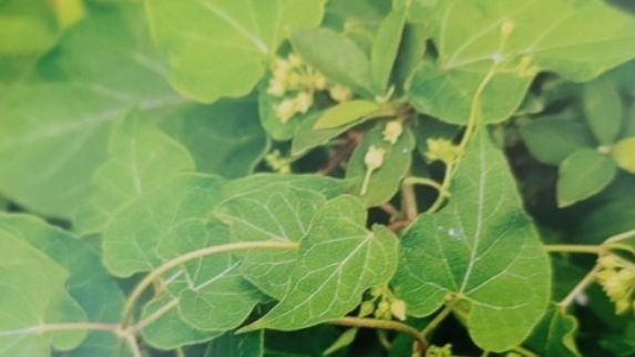  하수오 효능