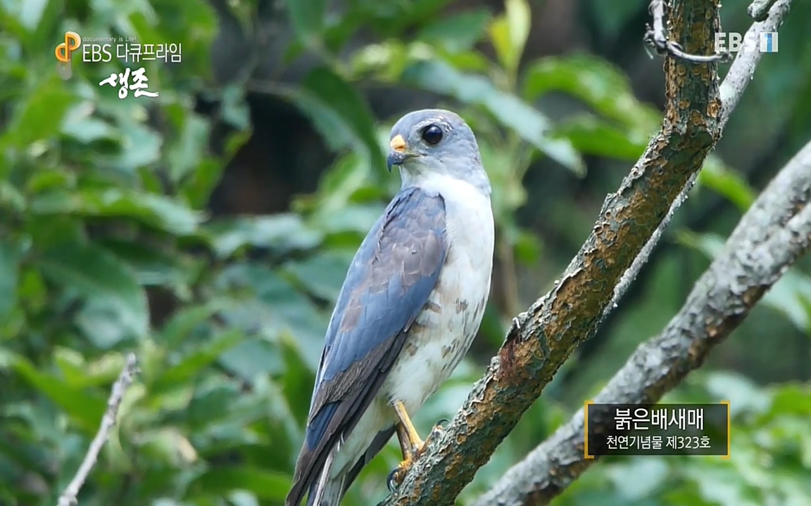 생존 3부_ EBS 다큐프라임_ 220629.avi_20220701_205905.291.jpg