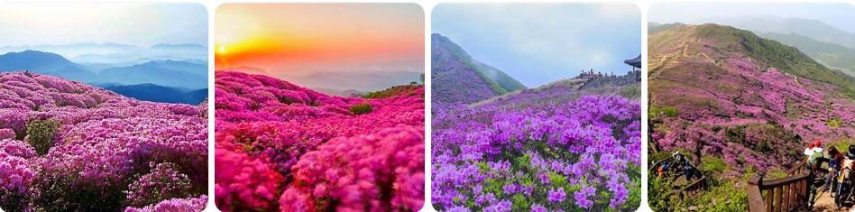 황매산 철쭉