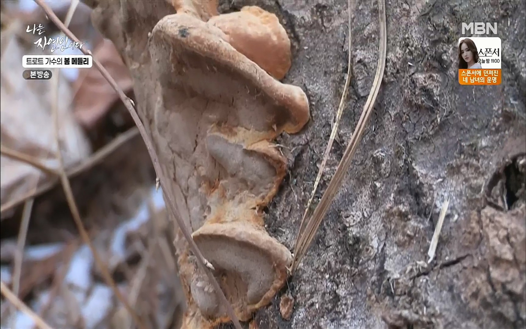 나는 자연인이다.E494.220323p.H264-F1RST.mp4_20220324_182046.188.jpg