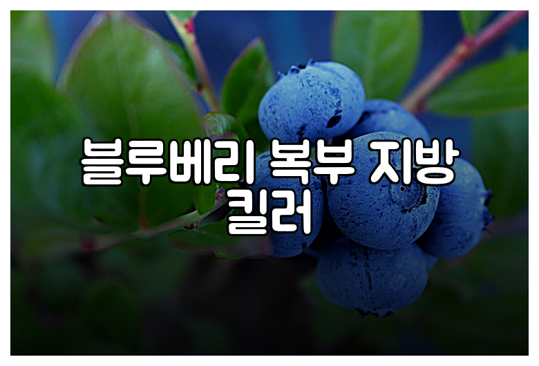 블루베리 복부 지방 킬러
