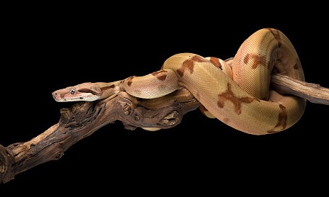 나오는 꿈은 어떤 꿈일까요? 뱀 꿈의 해몽, 뱀. 4