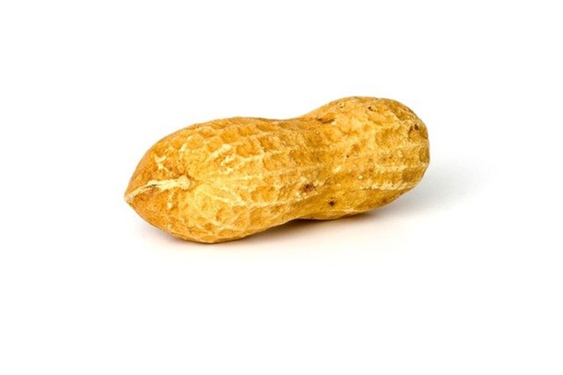 땅콩 이미지