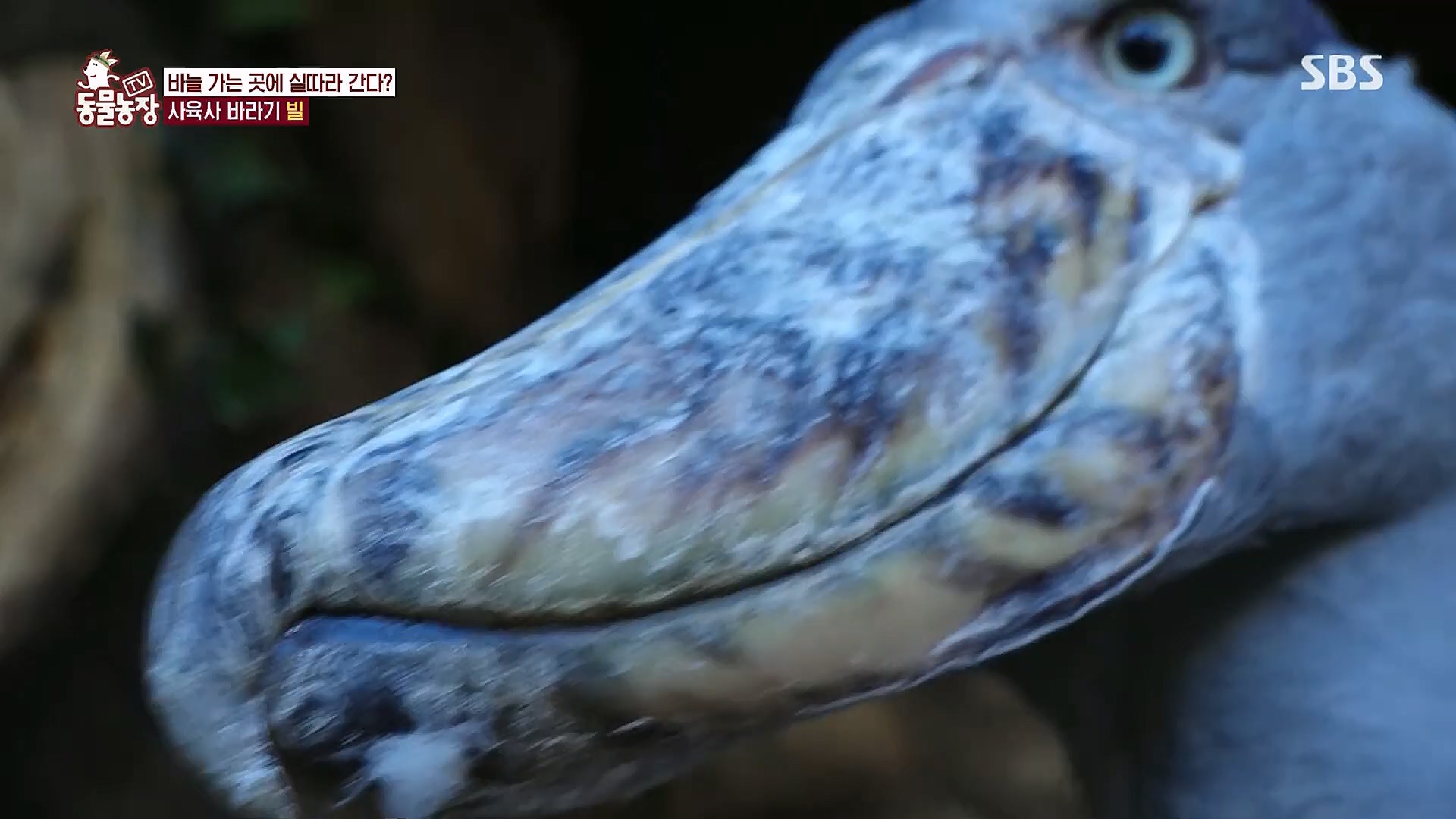 TV 동물농장.E1106.230129p.H264-F1RST.mp4_20230130_192737.118.jpg