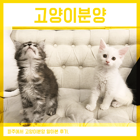  파주고양이분양 알아보러 고양이로다 다녀왔습니다!