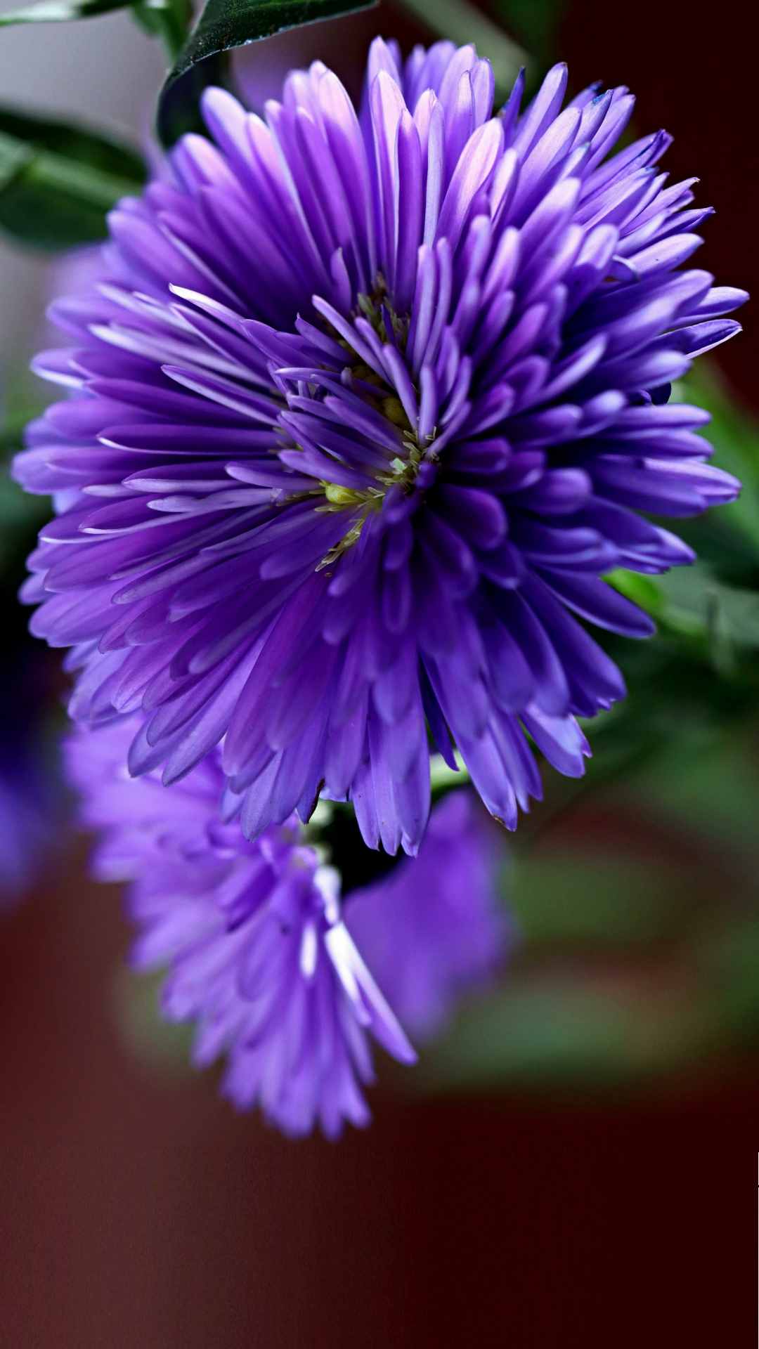 Aster Flower iPhone Wallpaper