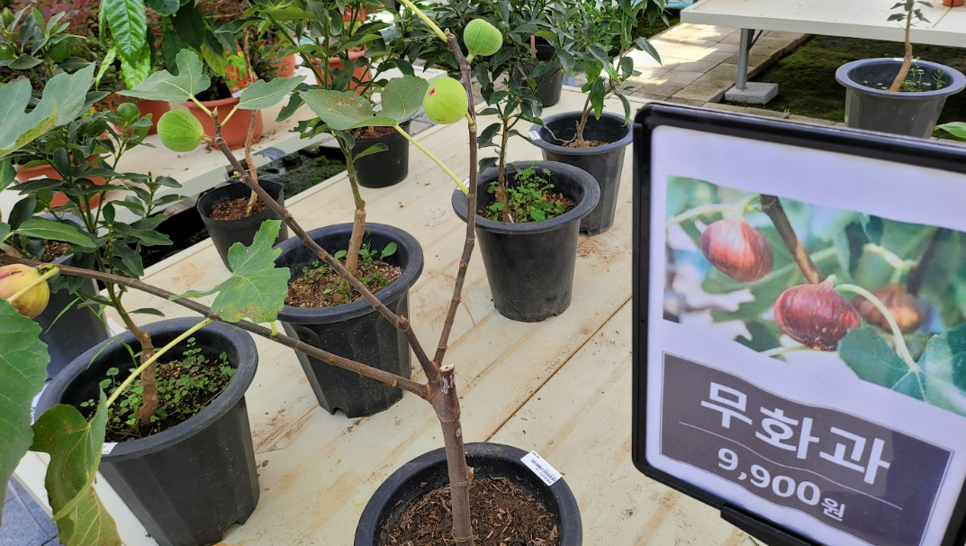 용인 식물원 대신 가볼만한 남사화훼단지 에르베플라워아울렛 사진5