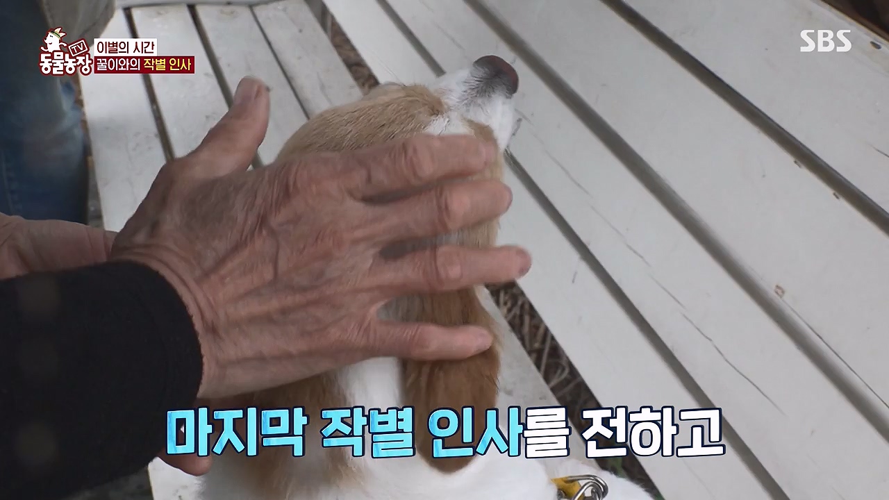 TV 동물농장.E1174.240603p-NEXT.mp4_20240602_155746.964.jpg