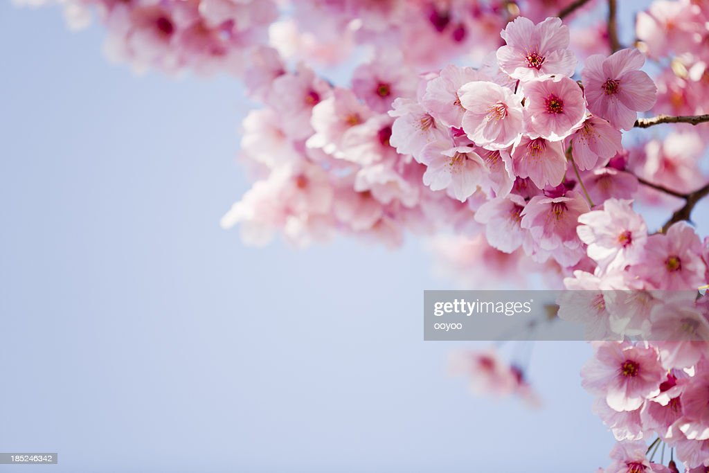 세종시 추천 벚꽃명소