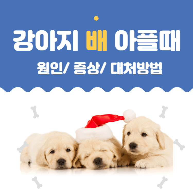  강아지 배탈, 복통 증상 및 대처방법