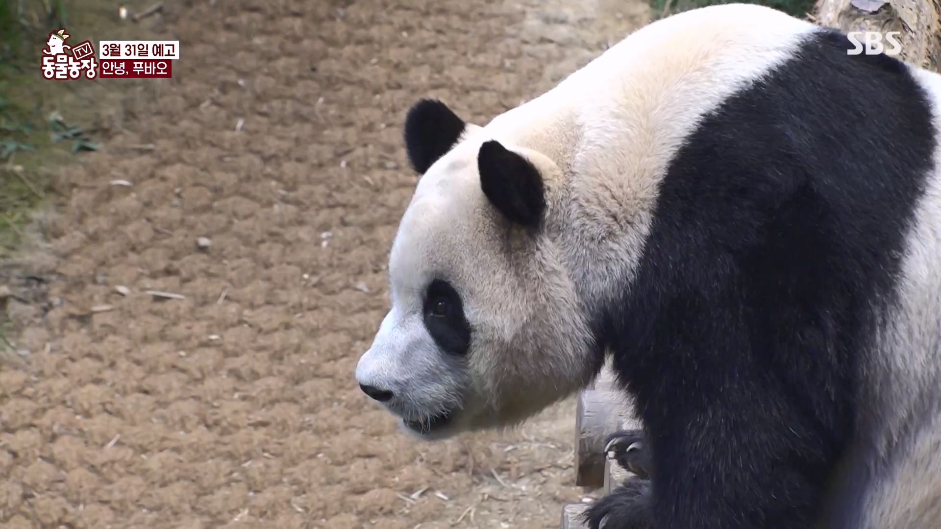 TV 동물농장.E1163.240317p-NEXT.mp4_20240317_171059.832.jpg
