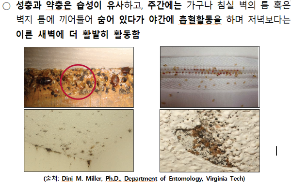 Bed Bug 빈대 물린자국 증상 찾는법 퇴치법 예방법