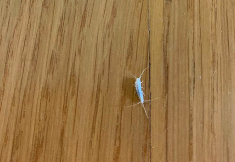  좀벌레 퇴치법 더 퍼지기전에 퇴치하기