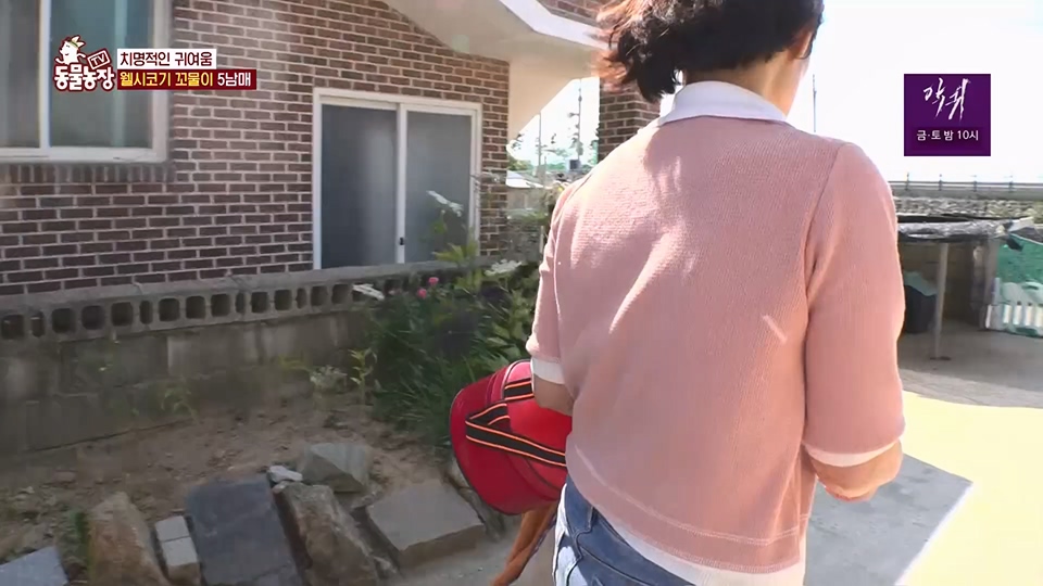 TV 동물농장.E1126.230625p.H264-F1RST.mp4_20230626_204253.462.jpg