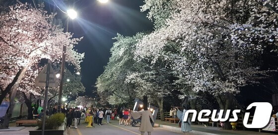 안동 야간 벚꽃축제